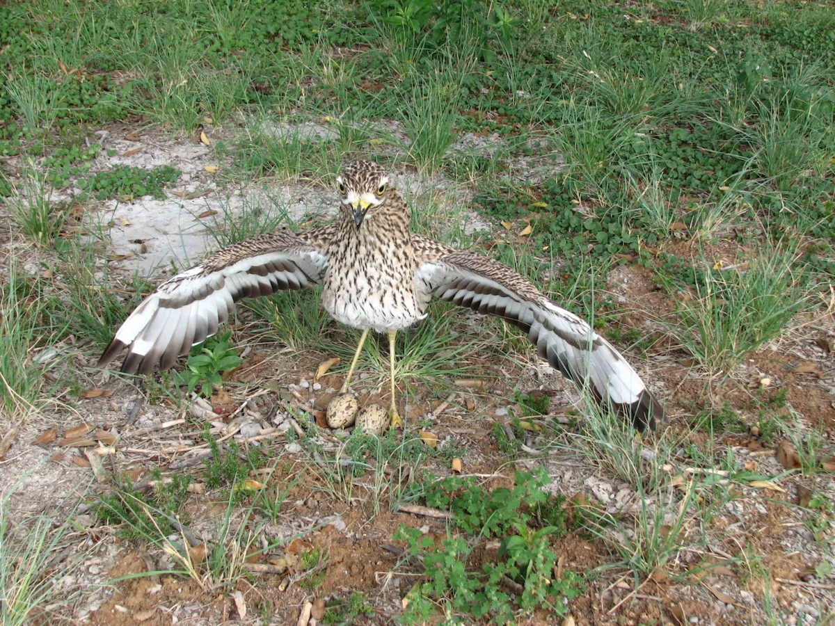 Spotted Thick-knee - ML619713902