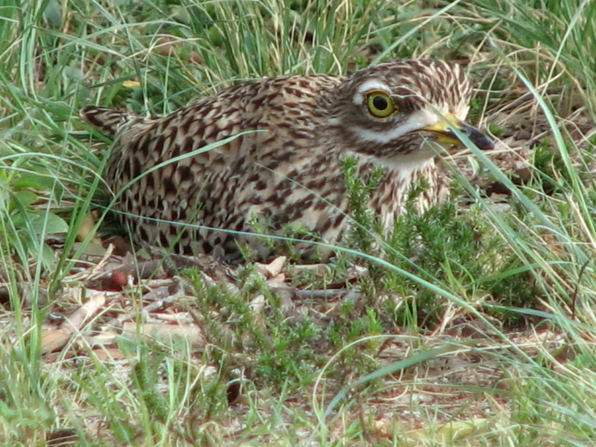 Spotted Thick-knee - ML619713906