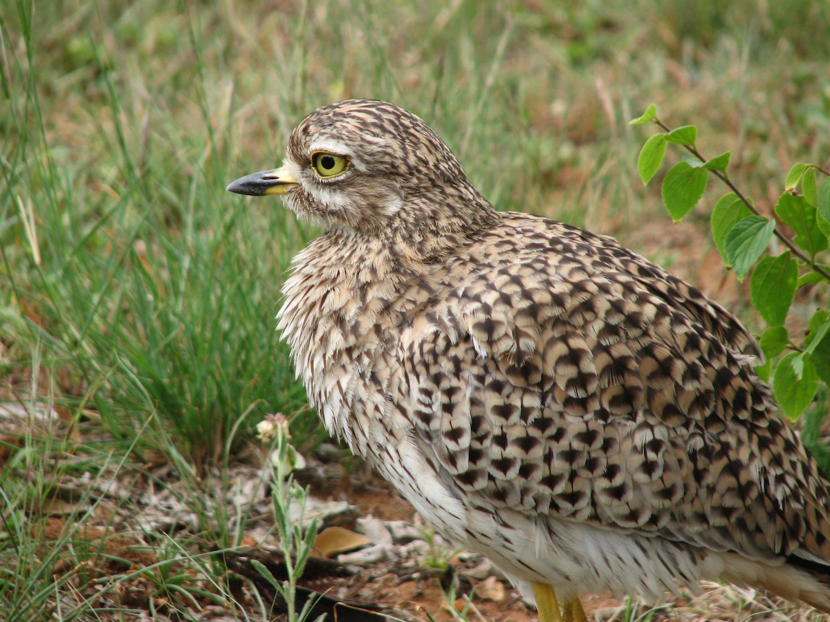 Spotted Thick-knee - ML619713907
