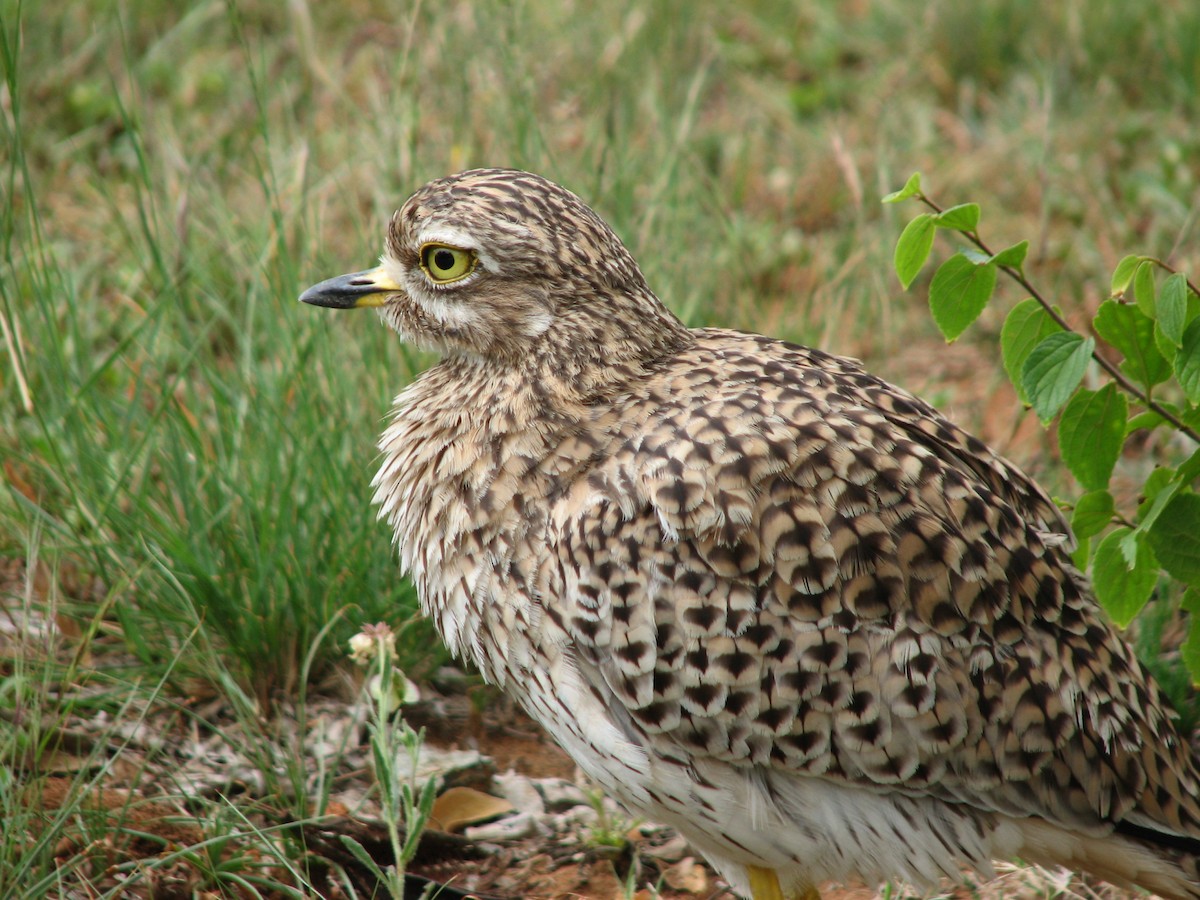 Spotted Thick-knee - ML619713908