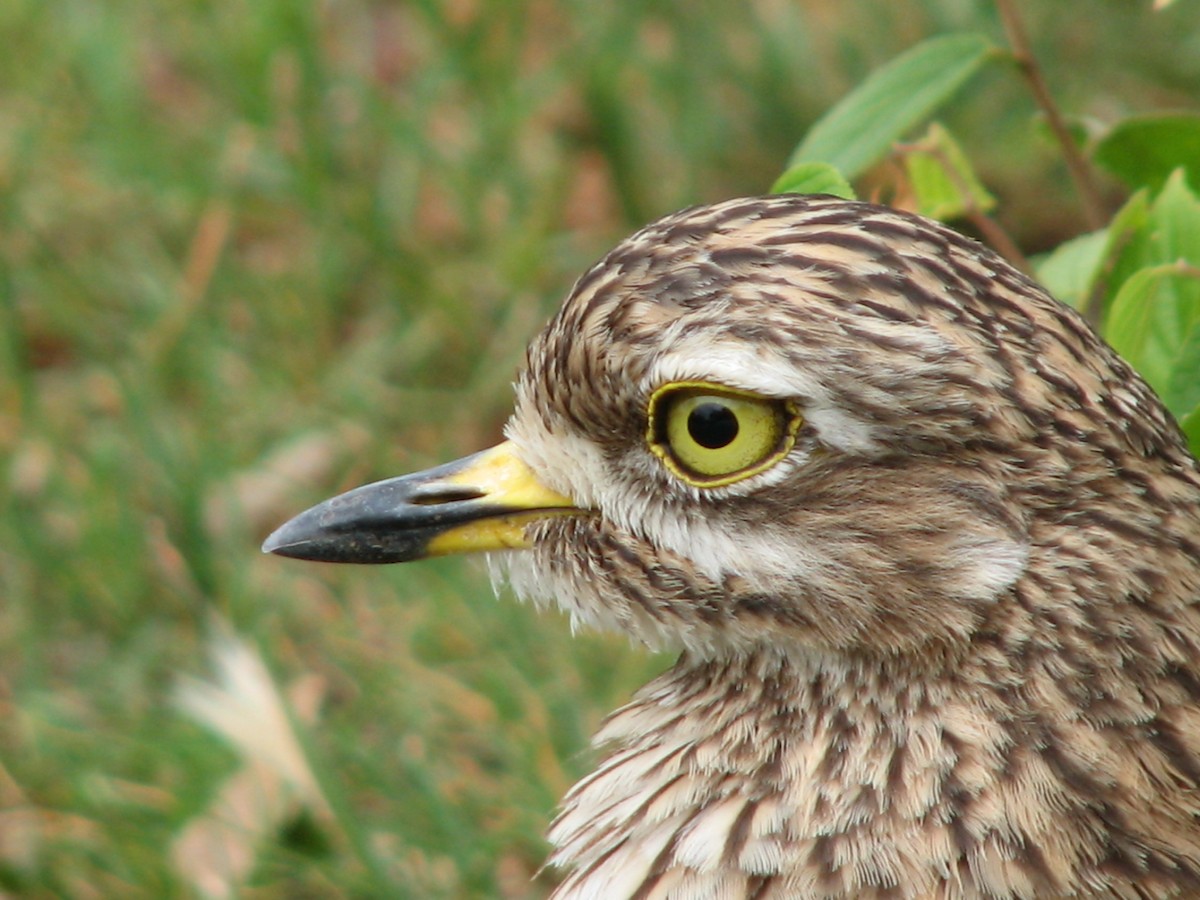 Spotted Thick-knee - ML619713910