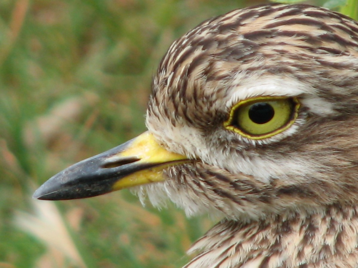 Spotted Thick-knee - ML619713911