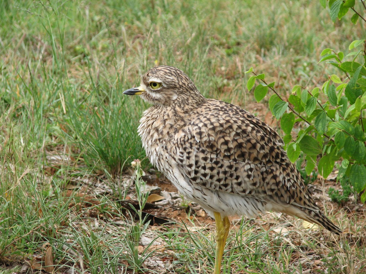 Spotted Thick-knee - ML619713912