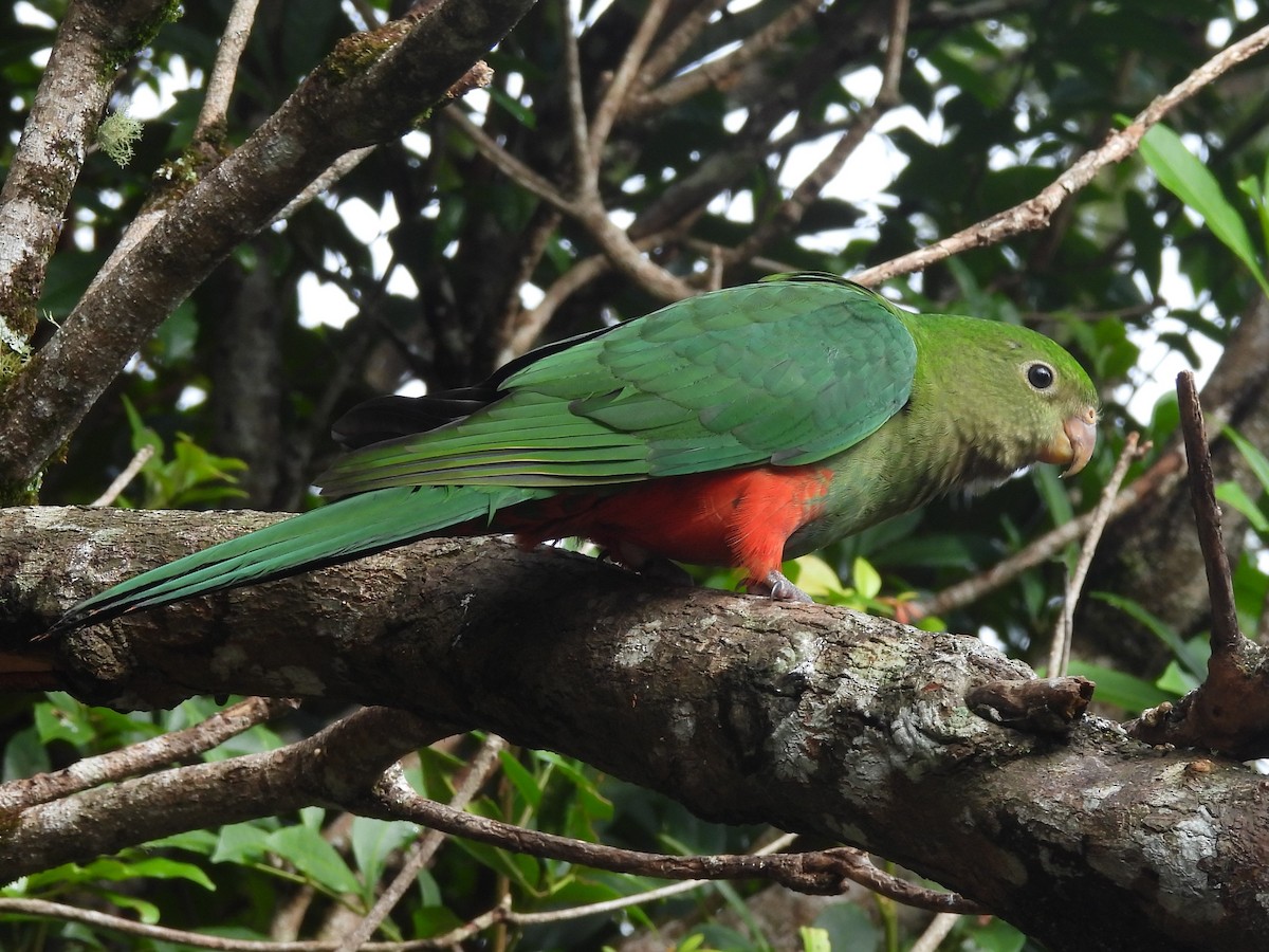 Australian King-Parrot - ML619713967