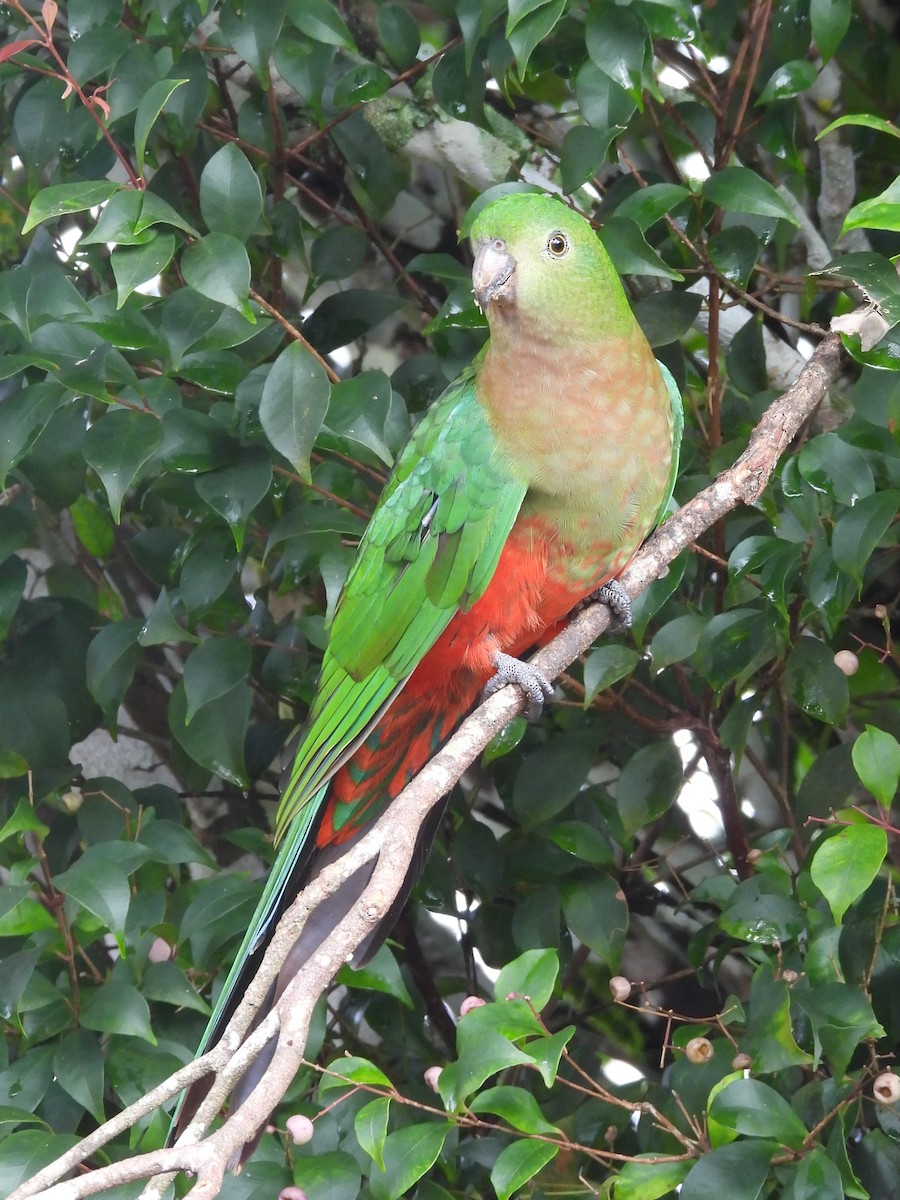 Avustralya Kral Papağanı - ML619713968
