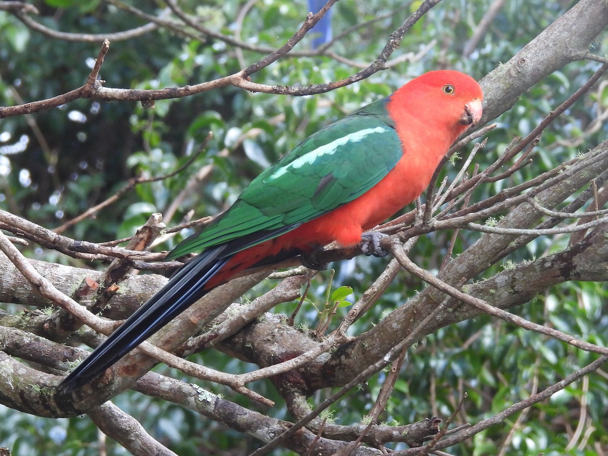 Australian King-Parrot - ML619713969