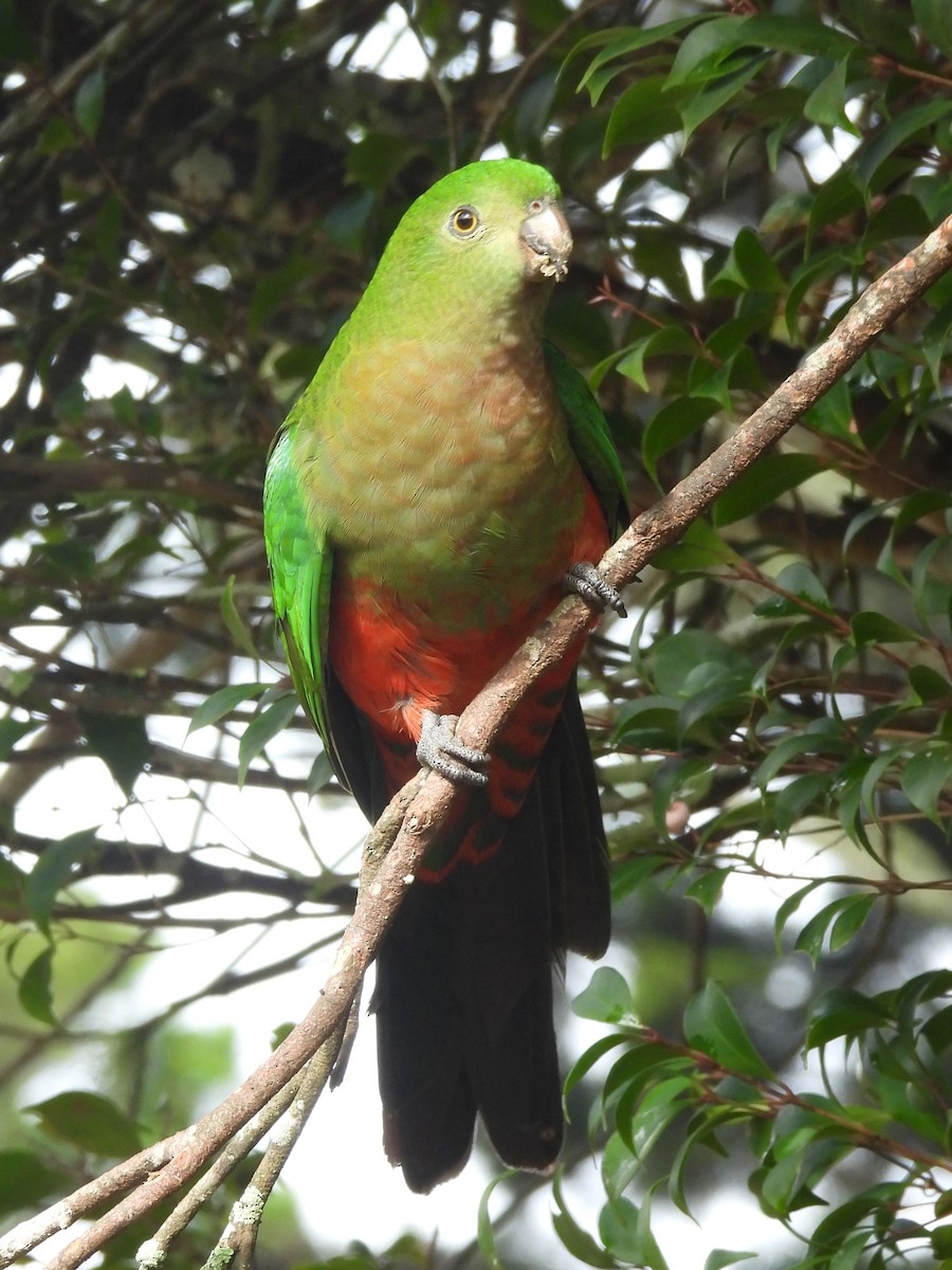 Avustralya Kral Papağanı - ML619713970