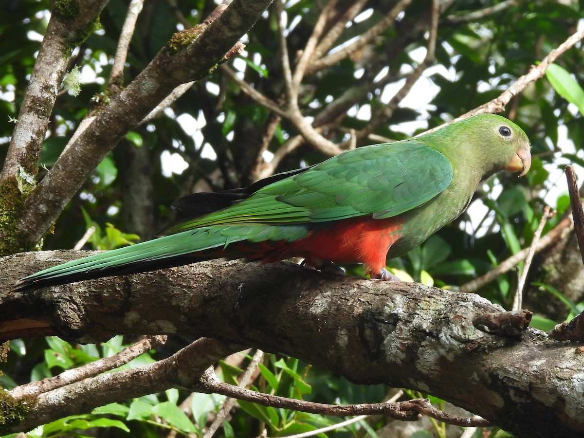 Australian King-Parrot - ML619713971