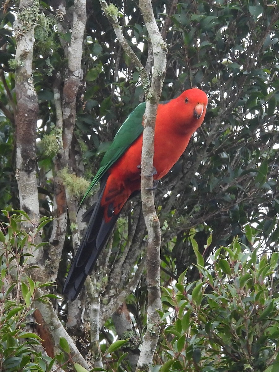 Australian King-Parrot - ML619713972
