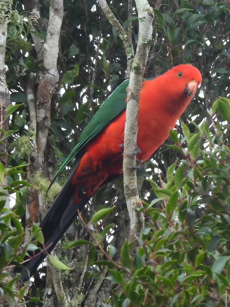 Australian King-Parrot - ML619713974