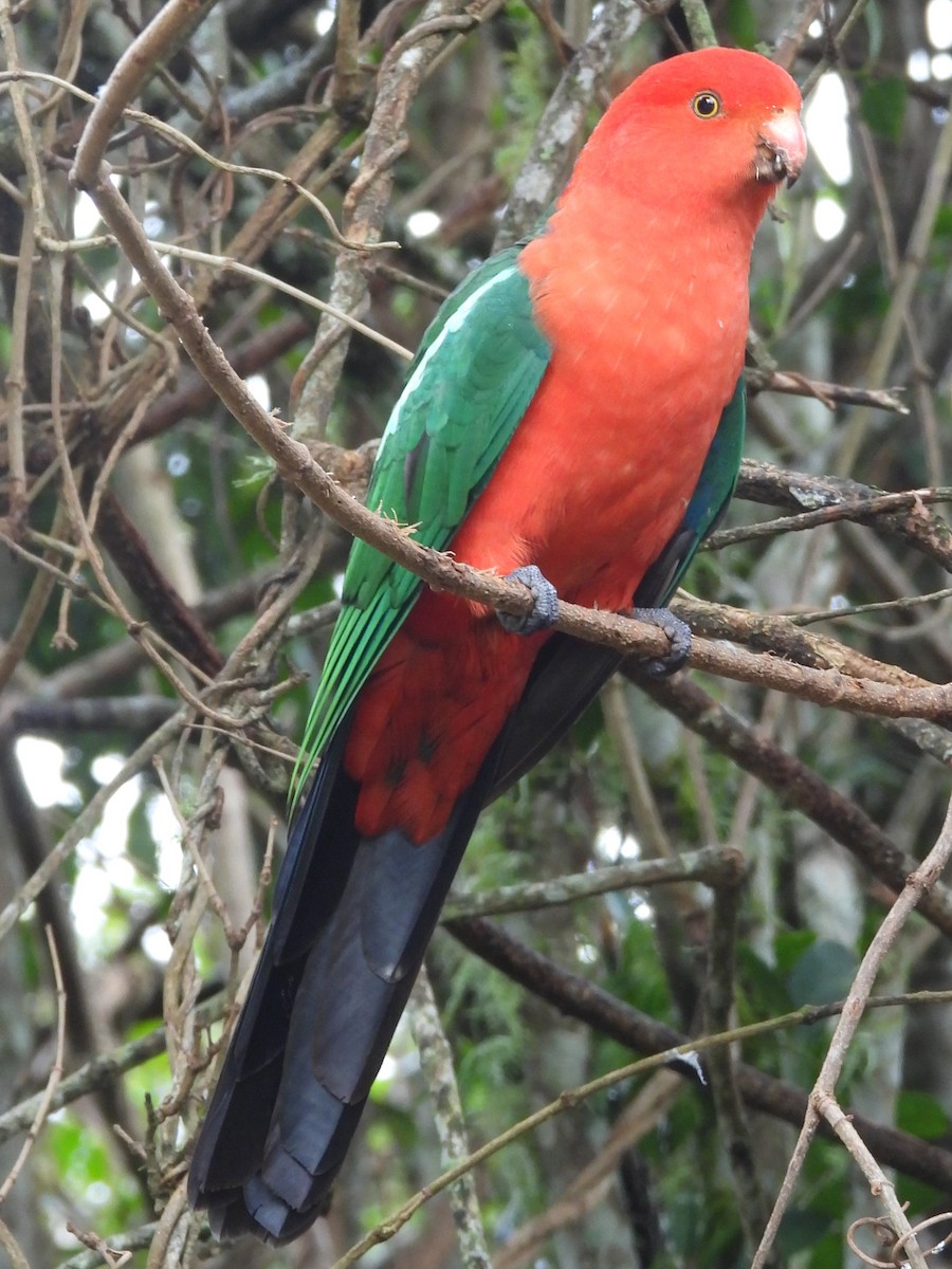 Avustralya Kral Papağanı - ML619713975