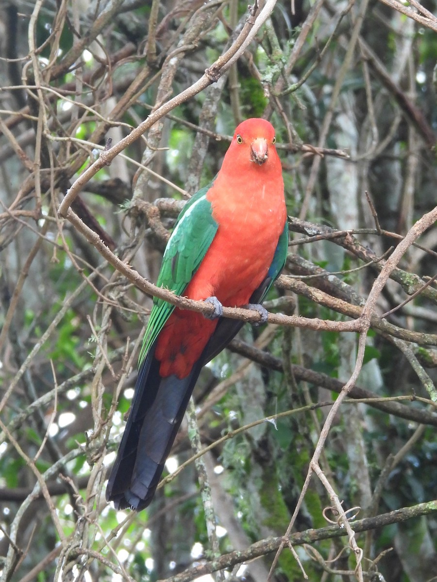 Avustralya Kral Papağanı - ML619713976