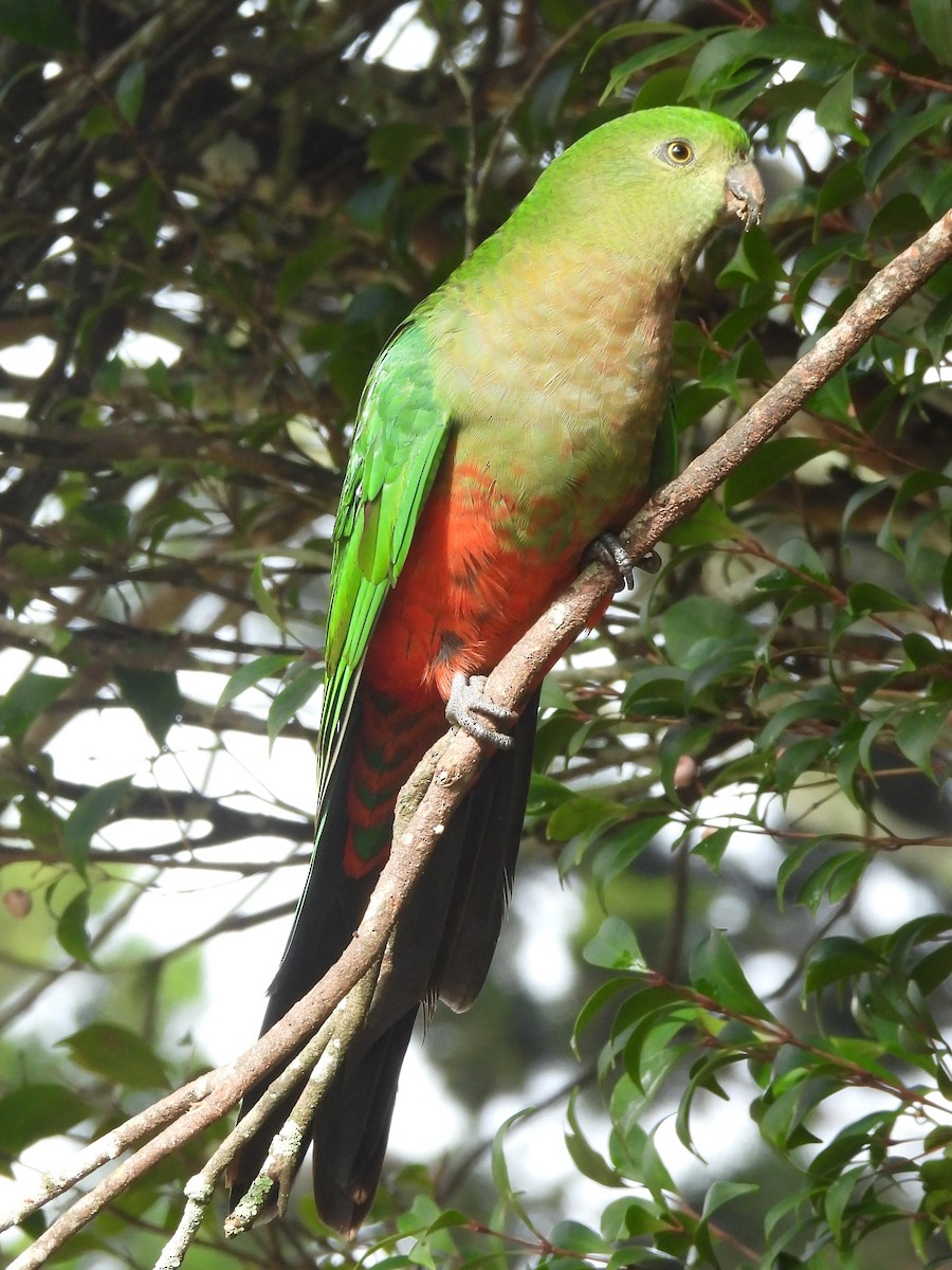 Avustralya Kral Papağanı - ML619713977