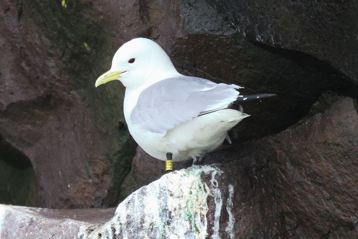 Mouette tridactyle - ML619713978