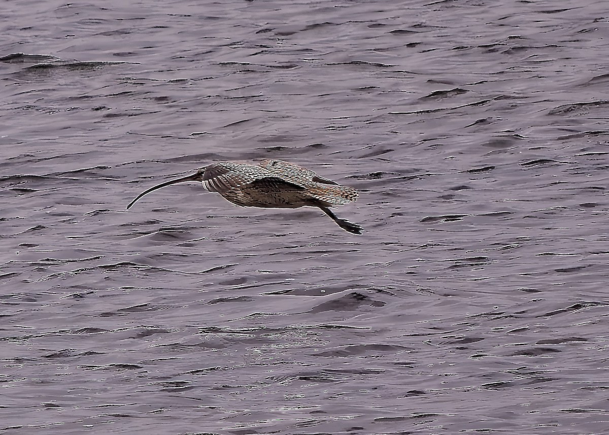 eBird Checklist - 27 May 2024 - Adak Island - 19 species (+1 other taxa)