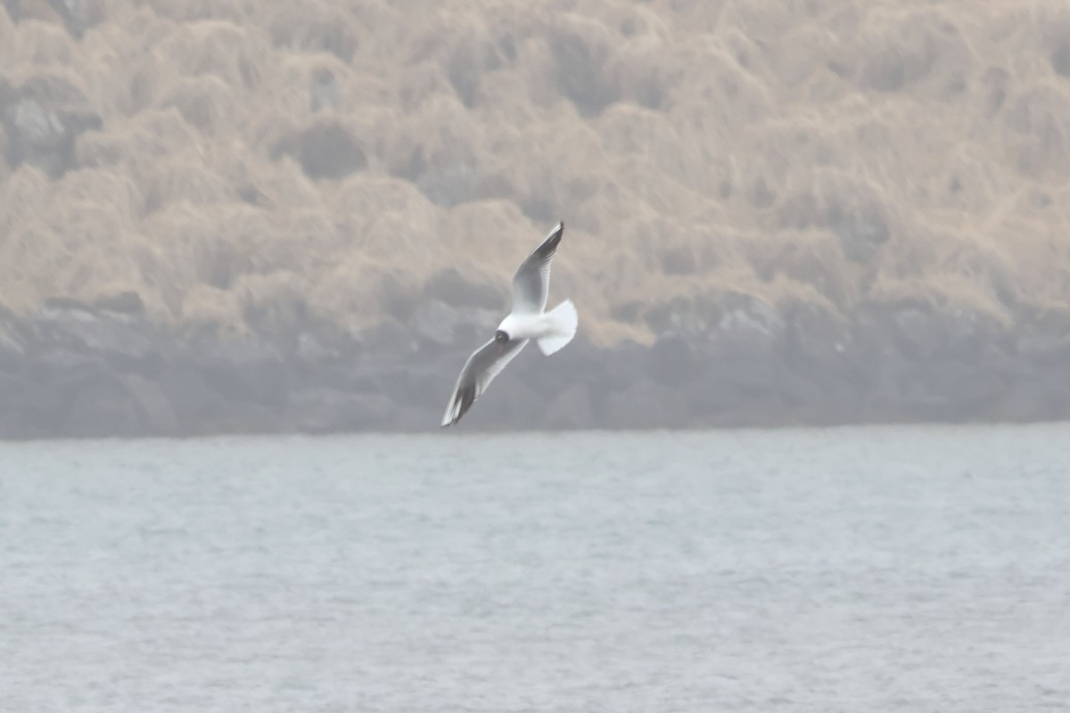Black-headed Gull - ML619714009