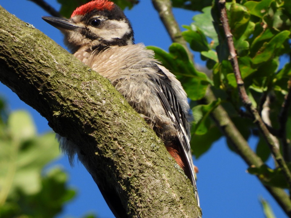 Middle Spotted Woodpecker - ML619714024