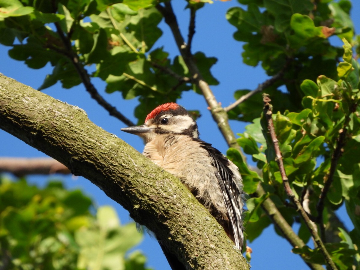 Middle Spotted Woodpecker - ML619714025
