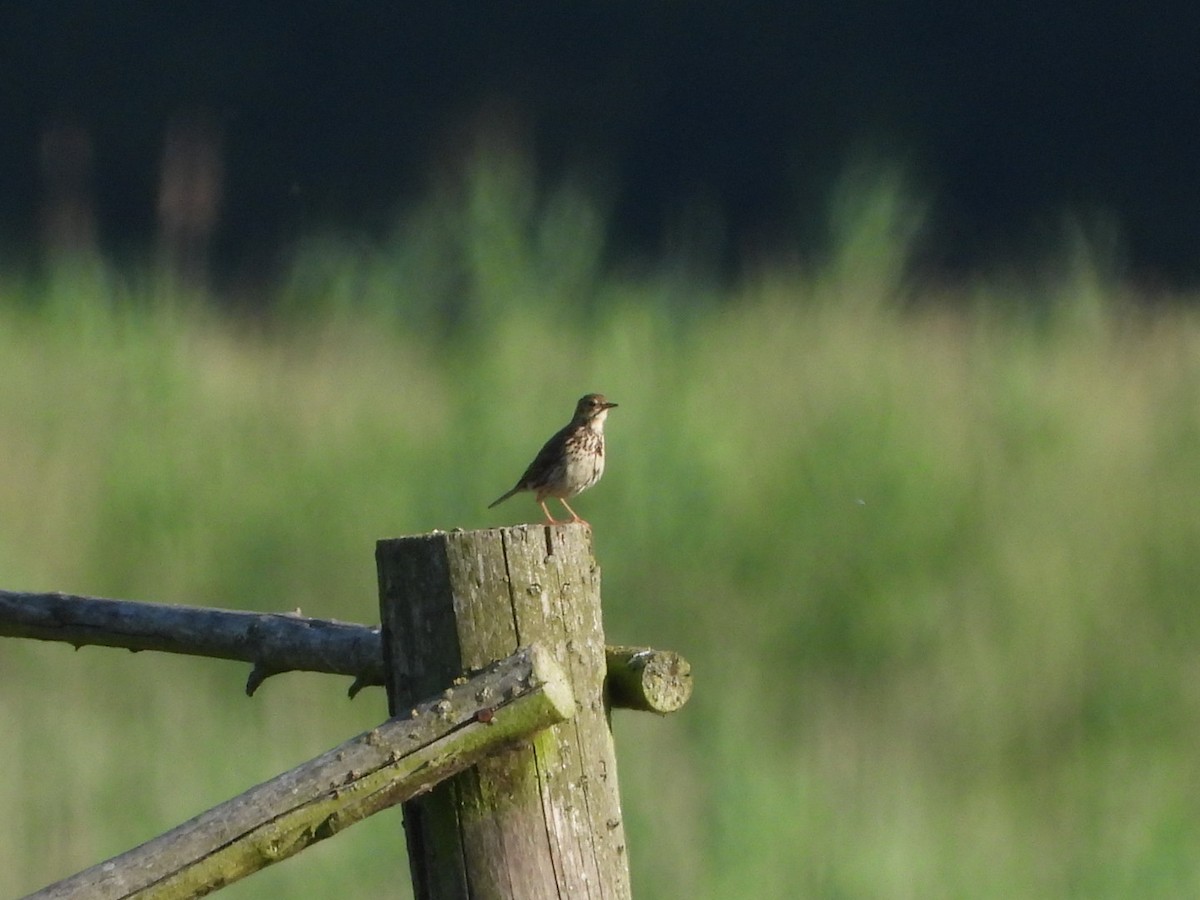 Meadow Pipit - ML619714054