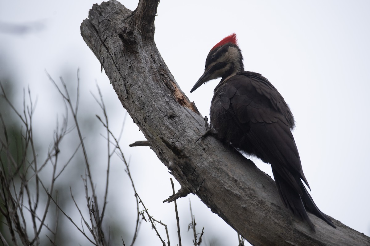 Pileated Woodpecker - ML619714069