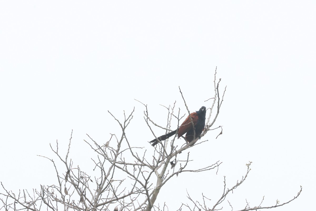 Greater Coucal - ML619714105