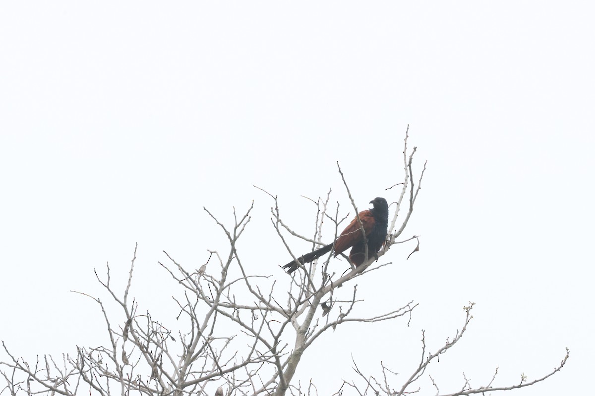 Greater Coucal - ML619714106