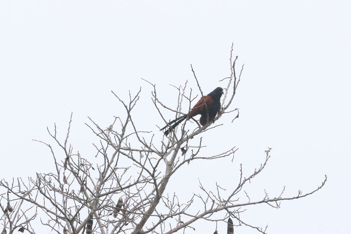 Greater Coucal - ML619714107