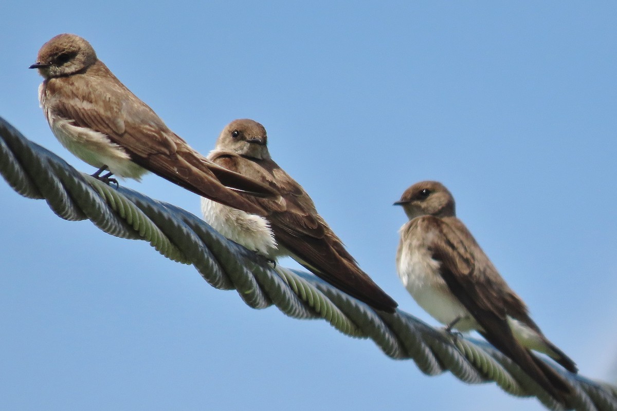 Northern Rough-winged Swallow - ML619714130