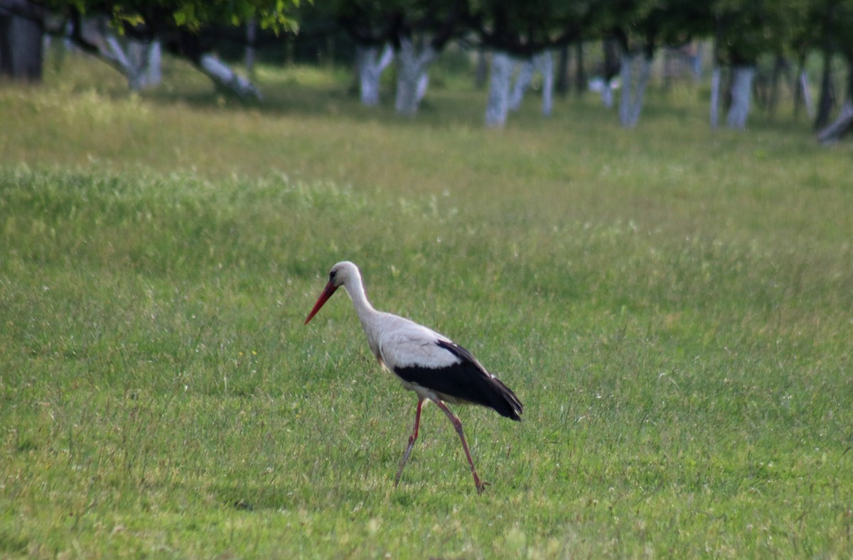 White Stork - ML619714156