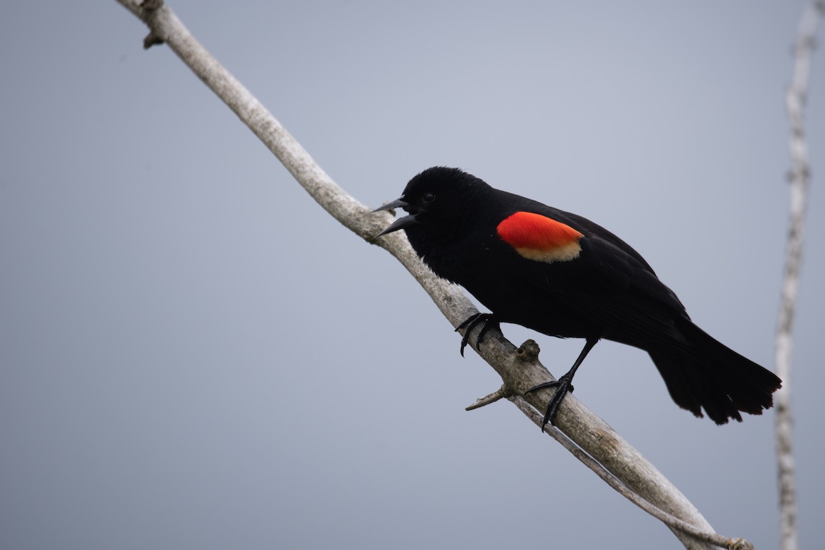 Red-winged Blackbird - ML619714264