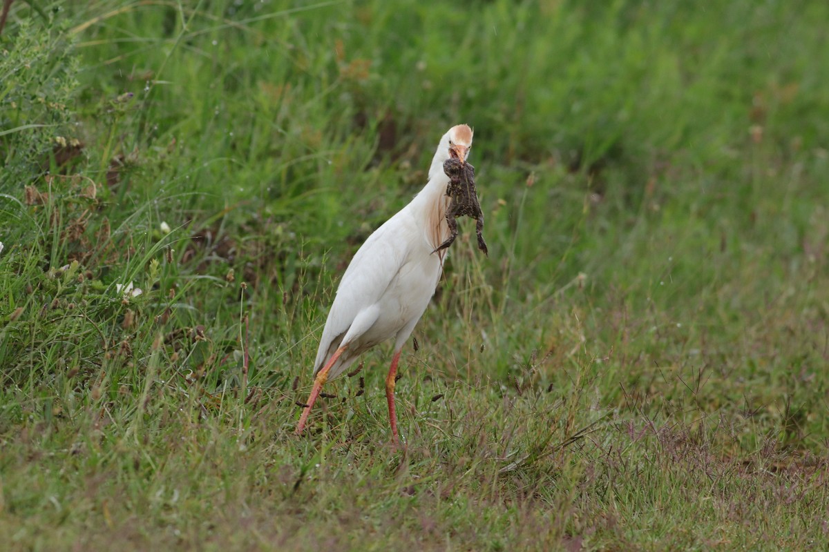 Чапля єгипетська (підвид ibis) - ML619714312