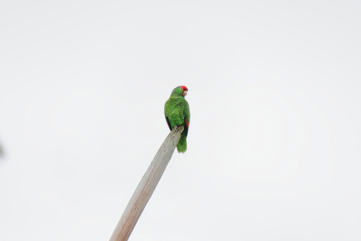 Red-crowned Parrot - ML619714315