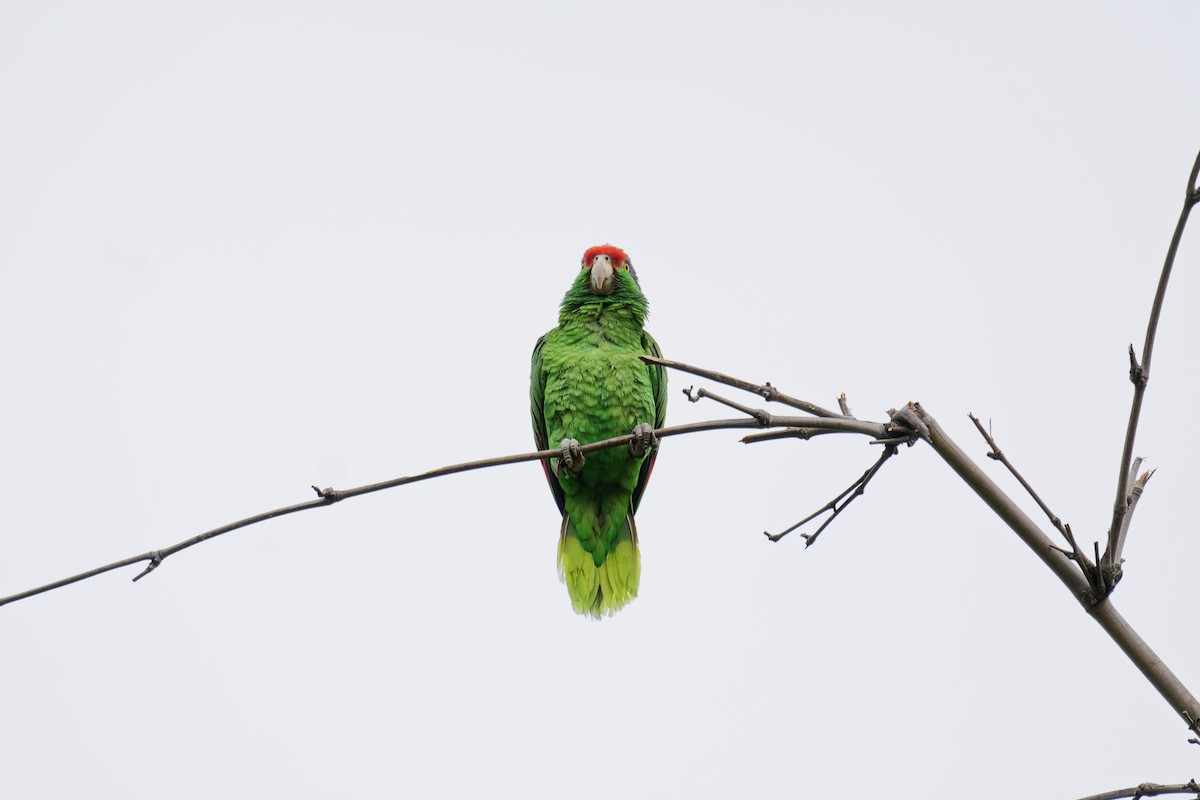 Red-crowned Parrot - ML619714319