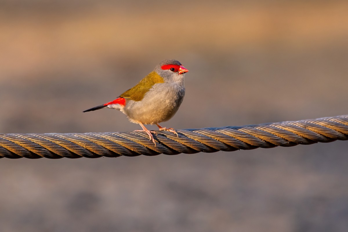 Red-browed Firetail - ML619714398
