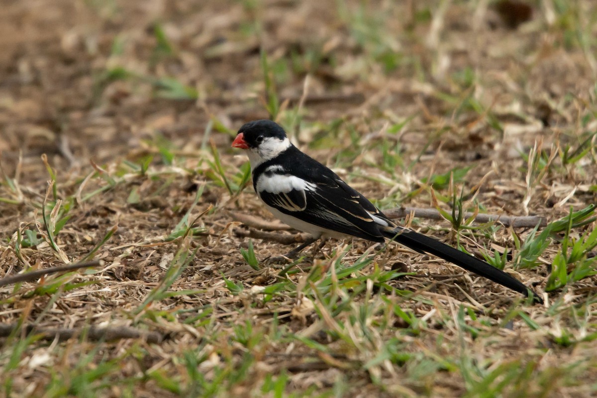 Pin-tailed Whydah - ML619714399