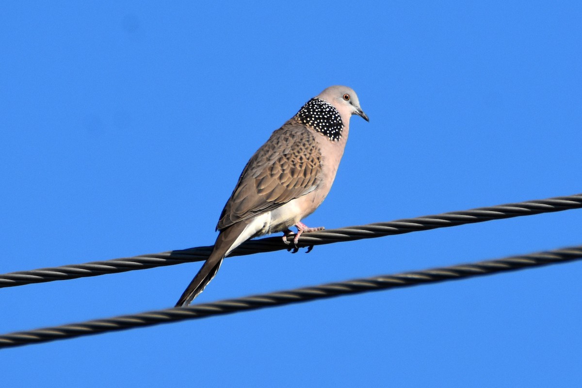 Spotted Dove - ML619714424