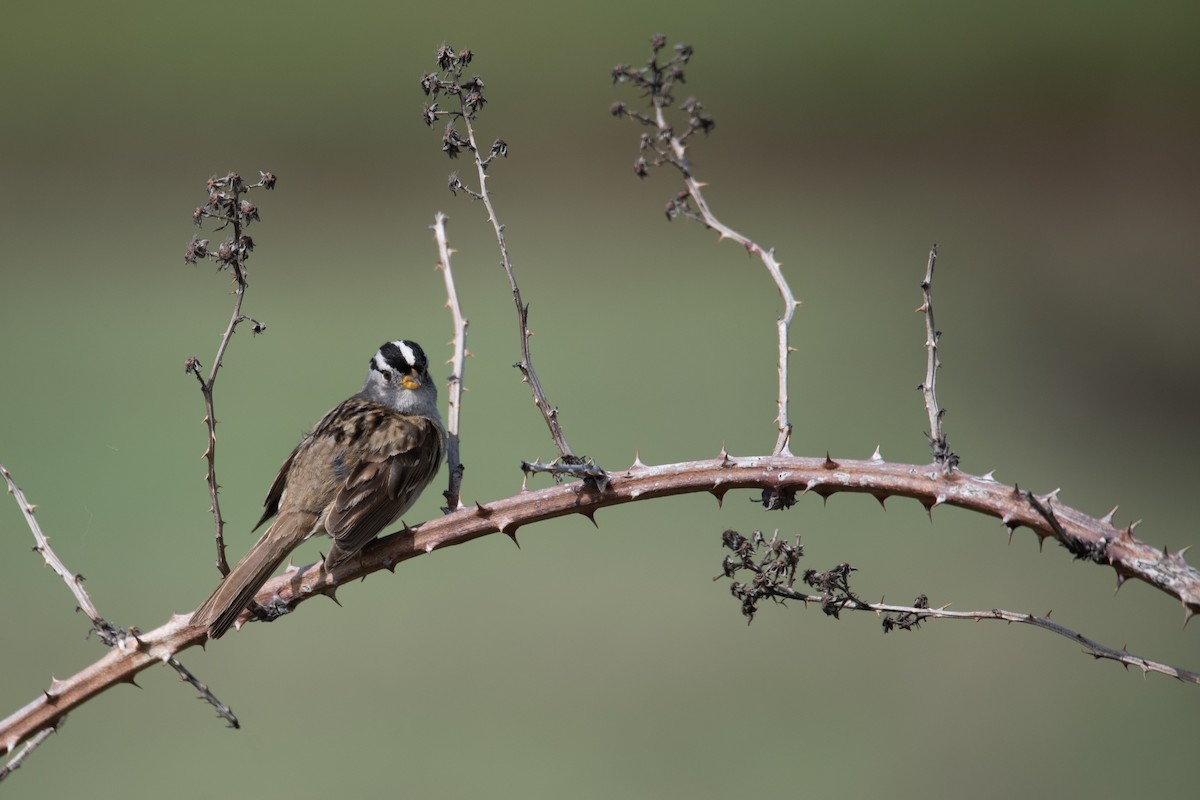 White-crowned Sparrow - ML619714477