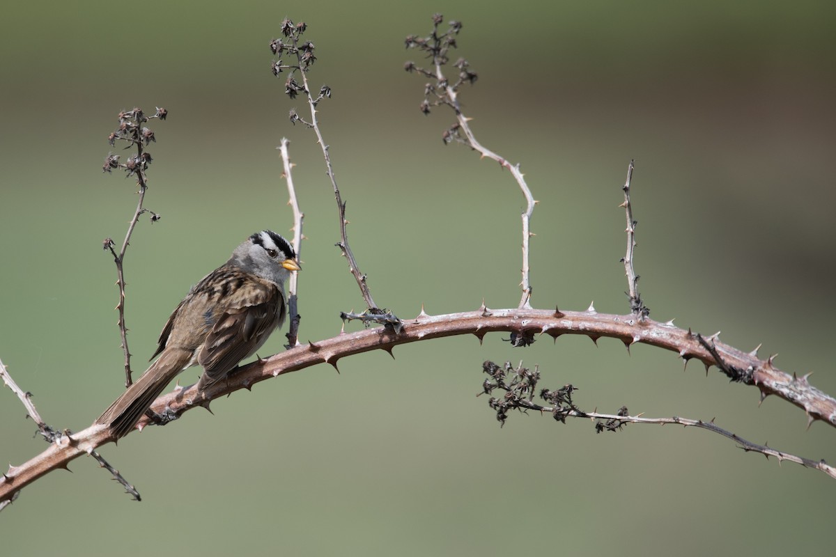 White-crowned Sparrow - ML619714481
