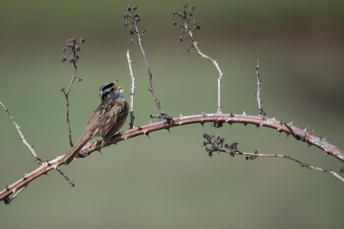 White-crowned Sparrow - ML619714482