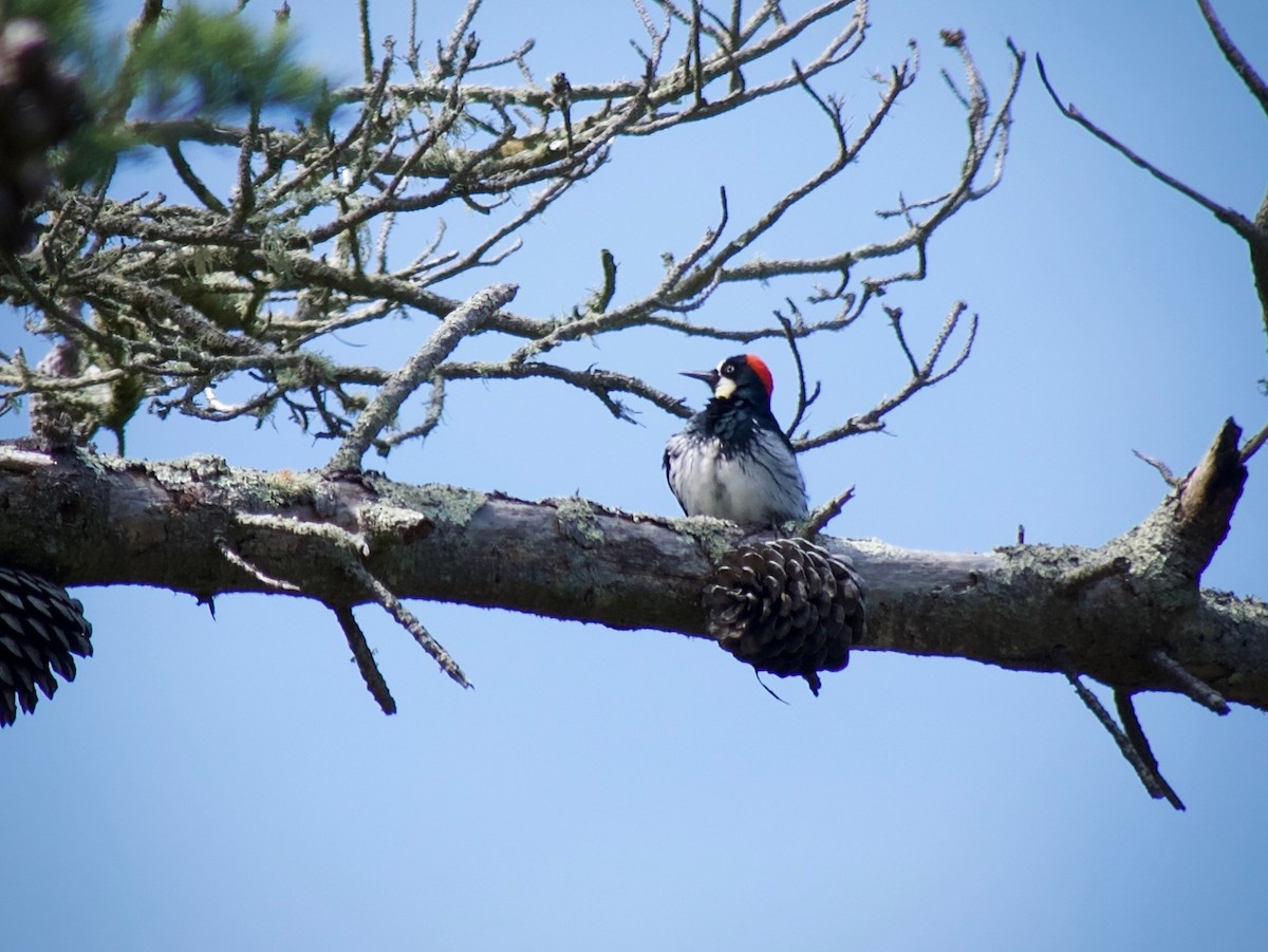 Acorn Woodpecker - ML619714513