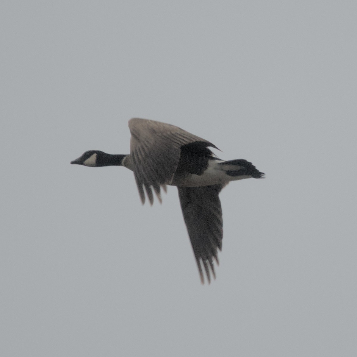 Cackling Goose (Aleutian) - ML619714519