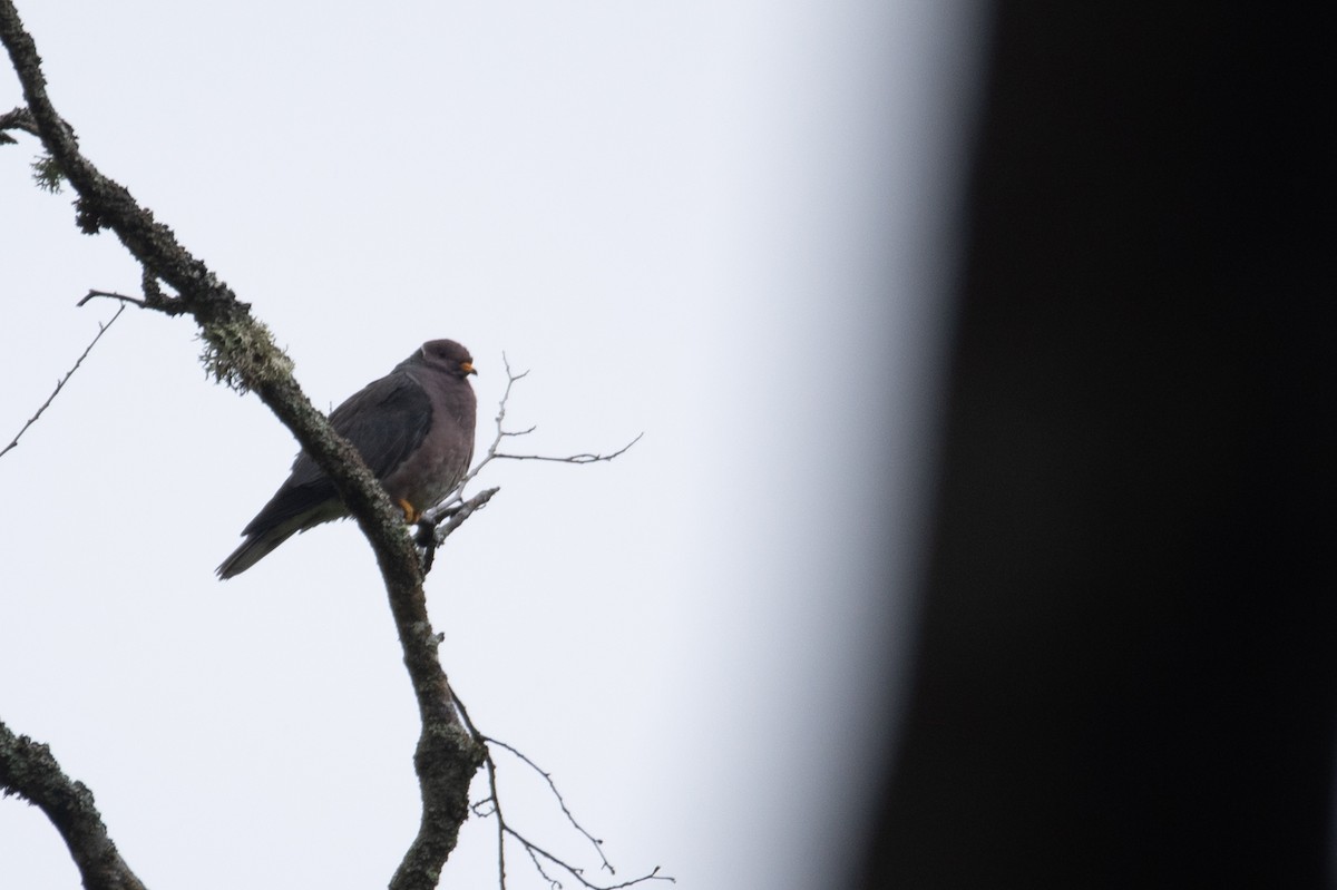 Band-tailed Pigeon - ML619714520