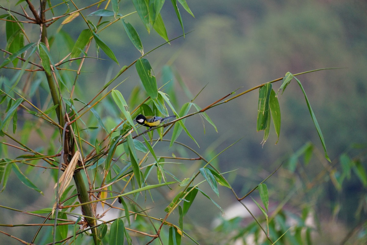 Green-backed Tit - ML619714564