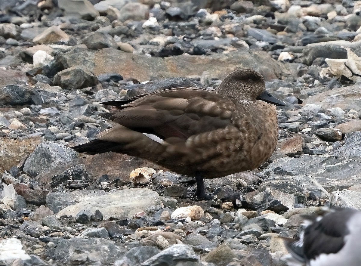 Crested Duck - ML619714565