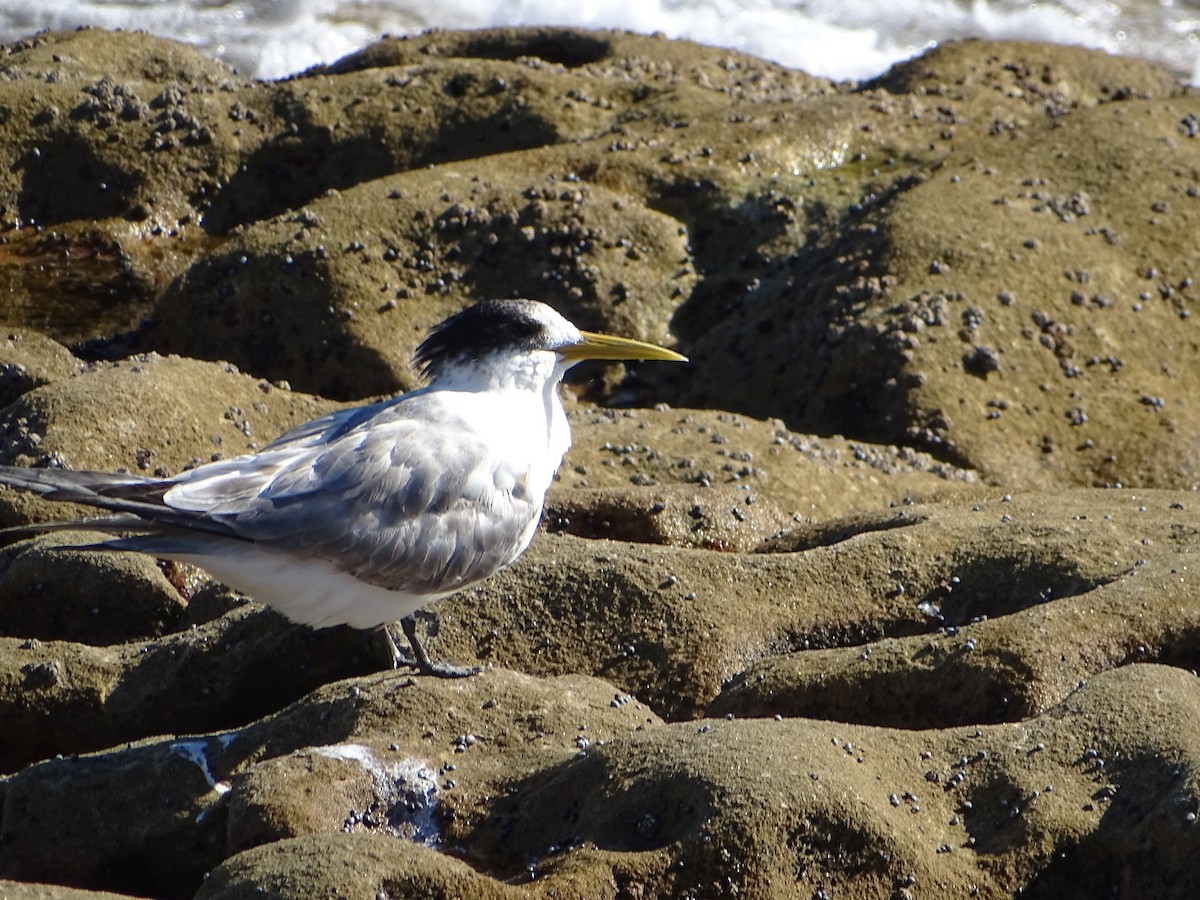 Great Crested Tern - ML619714619