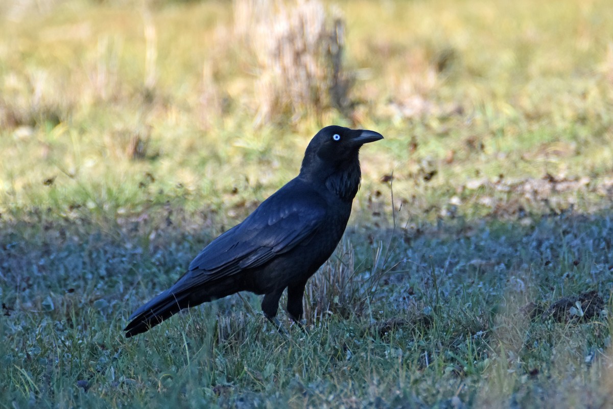 Australian Raven - ML619714620