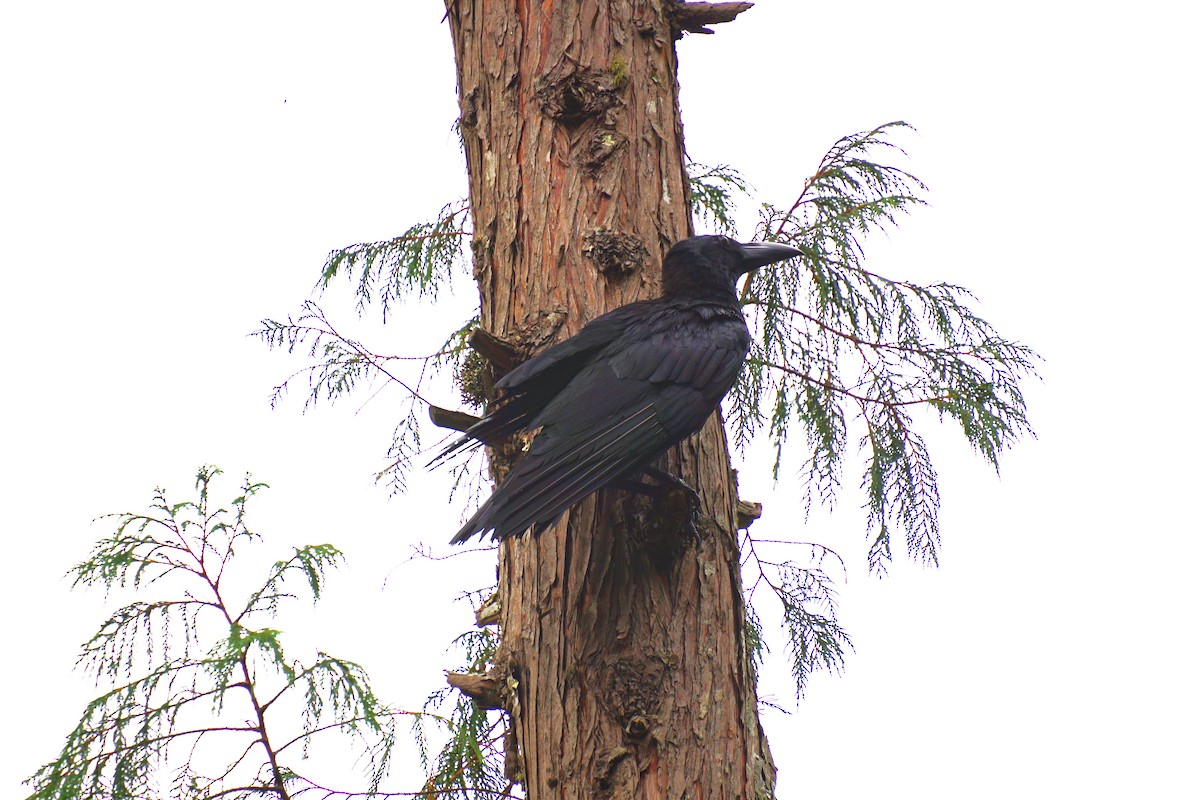 Large-billed Crow - ML619714625
