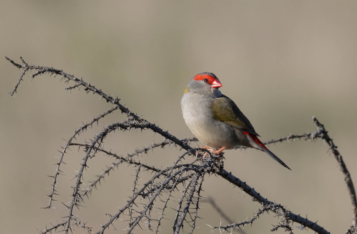 Red-browed Firetail - ML619714646