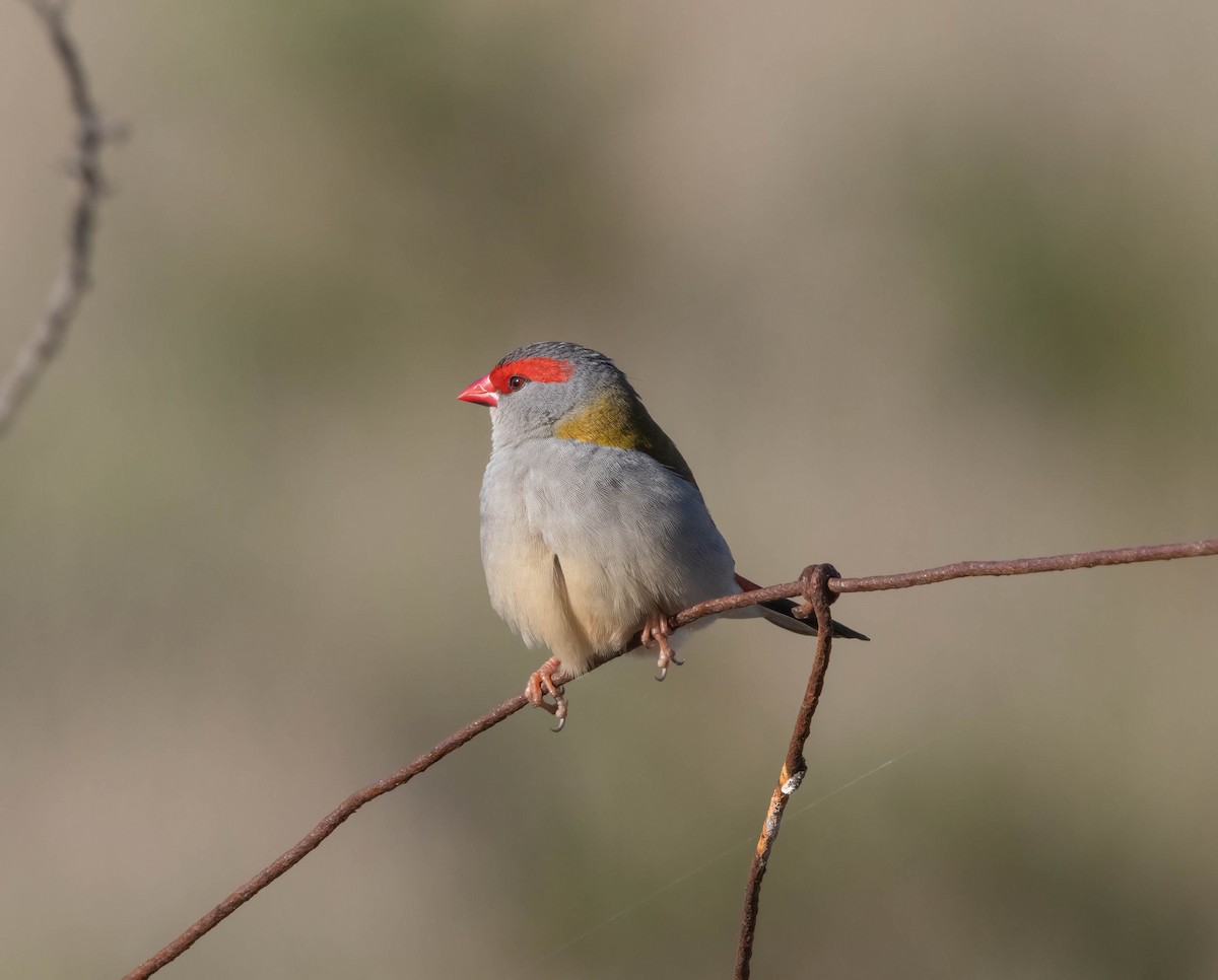 Red-browed Firetail - ML619714647