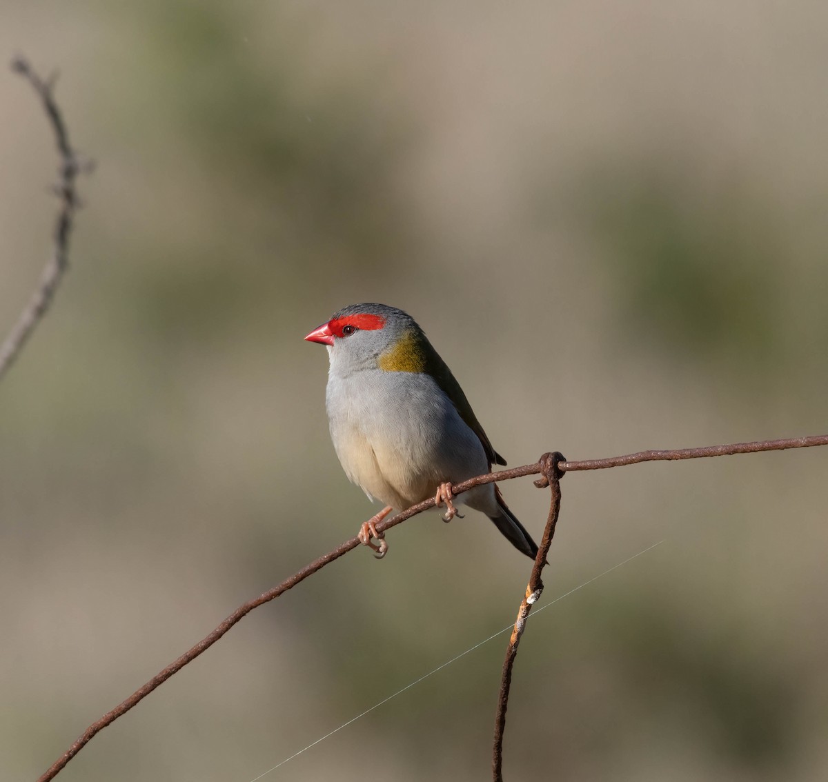 Red-browed Firetail - ML619714656